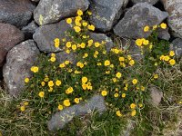 Potentilla gelida 2, Saxifraga-Ed Stikvoort