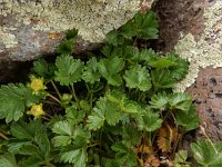 Potentilla gelida 3, Saxifraga-Ed Stikvoort