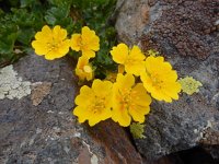 Potentilla gelida 4, Saxifraga-Ed Stikvoort