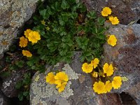 Potentilla gelida 6, Saxifraga-Ed Stikvoort