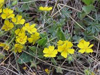 Potentilla heptaphylla 2, Saxifraga-Jeroen Willemsen