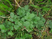 Potentilla intermedia 2, Middelste ganzerik, Saxifraga-Rutger Barendse