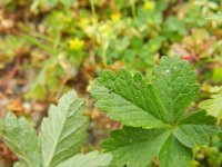 Potentilla intermedia 3, Middelste ganzerik, Saxifraga-Rutger Barendse