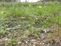 Potentilla intermedia 5, Middelste ganzerik, Saxifraga-Rutger Barendse