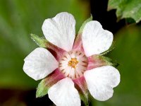 Potentilla micrantha 13, Saxifraga-Sonja Bouwman  Pink barren strawberry - Potentilla micrantha - Rosaceae familie