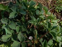 Potentilla micrantha 3, Saxifraga-Ed Stikvoort