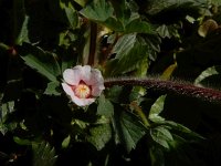 Potentilla micrantha 4, Saxifraga-Ed Stikvoort