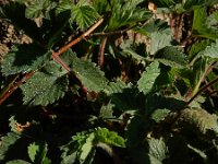 Potentilla micrantha 5, Saxifraga-Ed Stikvoort