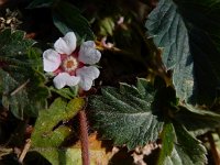 Potentilla micrantha 6, Saxifraga-Ed Stikvoort