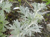 Potentilla neglecta 2, Saxifraga-Rutger Barendse