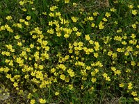 Potentilla neumanniana 11, Voorjaarsganzerik, Saxifraga-Dirk Hilbers