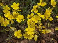 Potentilla neumanniana 13, Voorjaarsganzerik, Saxifraga-Willem van Kruijsbergen