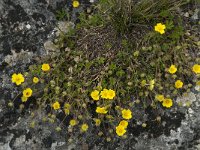 Potentilla neumanniana 14, Voorjaarsganzertik, Saxifraga-Willem van Kruijsbergen