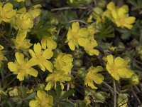 Potentilla neumanniana 15, Voorjaarsganzertik, Saxifraga-Willem van Kruijsbergen