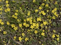 Potentilla neumanniana 16, Voorjaarsganzertik, Saxifraga-Willem van Kruijsbergen