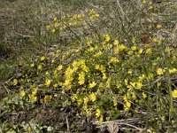 Potentilla neumanniana 19, Voorjaarsganzertik, Saxifraga-Willem van Kruijsbergen