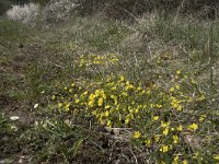 Potentilla neumanniana 20, Voorjaarsganzertik, Saxifraga-Willem van Kruijsbergen