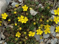 Potentilla neumanniana 3, Voorjaarsganzerik, Saxifraga-Jan van der Straaten