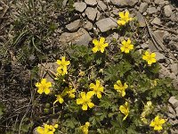 Potentilla neumanniana 4, Voorjaarsganzerik, Saxifraga-Jan van der Straaten