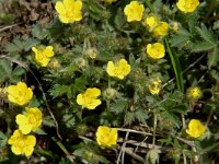 Potentilla neumanniana 5, Voorjaarsganzerik, Saxifraga-Jan van der Straaten