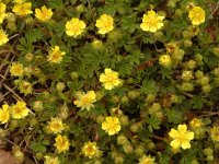 Potentilla neumanniana 7, Voorjaarsganzerik, Saxifraga-Jan van der Straaten