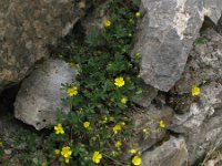 Potentilla neumanniana 9, Voorjaarsganzerik, Saxifraga-Rutger Barendse