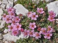 Potentilla nitida 12, Saxifraga-Harry Jans