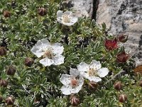 Potentilla nitida 13, Saxifraga-Harry Jans