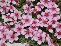 Potentilla nitida 15, Saxifraga-Harry Jans