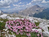 Potentilla nitida 16, habitat, Saxifraga-Harry Jans