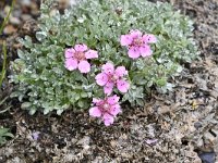 Potentilla nitida 18, Saxifraga-Luuk Vermeer