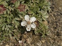 Potentilla nitida 3, Saxifraga-Jan van der Straaten