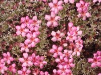 Potentilla nitida 5, Saxifraga-Jan Willem Jongepier