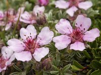 Potentilla nitida 6, Saxifraga-Luuk Vermeer