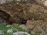 Potentilla nitida 9, Saxifraga-Harry Jans