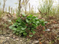 Potentilla norvegica 2, Noorse ganzerik, Saxifraga-Rutger Barendse