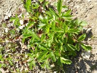 Potentilla norvegica 4, Noorse ganzerik, Saxifraga-Rutger Barendse