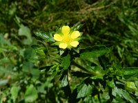 Potentilla norvegica 5, Noorse ganzerik, Saxifraga-Rutger Barendse