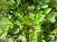 Potentilla norvegica 6, Noorse ganzerik, Saxifraga-Rutger Barendse