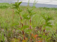 Potentilla norvegica 8, Noorse ganzerik, Saxifraga-Rutger Barendse