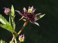 Potentilla palustris 10, Wateraardbei, Saxifraga-Jan van der Straaten