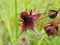 Potentilla palustris 16, Wateraardbei, Saxifraga-Rutger Barendse