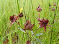 Potentilla palustris 18, Wateraardbei, Saxifraga-Rutger Barendse