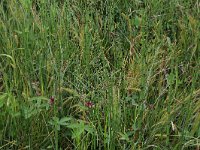 Potentilla palustris 37, Wateraardbei, Saxifraga-Hans Boll