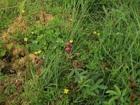 Potentilla palustris 48, Wateraardbei, Saxifraga-Hans Boll