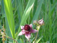 Potentilla palustris 9, Wateraardbei, Saxifraga-Jeroen Willemsen