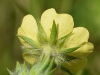 Potentilla recta 26, Rechte ganzerik, Saxifraga-Sonja Bouwman