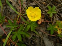 Potentilla reptans 11, Vijfvingerkruid, Saxifraga-Rutger Barendse