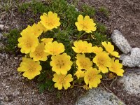 Potentilla reptans 12, Vijfvingerkruid, Saxifraga-Harry Jans  Potentilla reptans