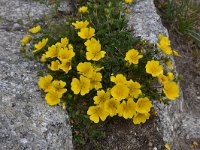 Potentilla reptans 13, Vijfvingerkruid, Saxifraga-Harry Jans  Potentilla reptans